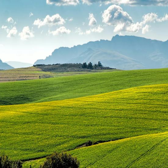 Field